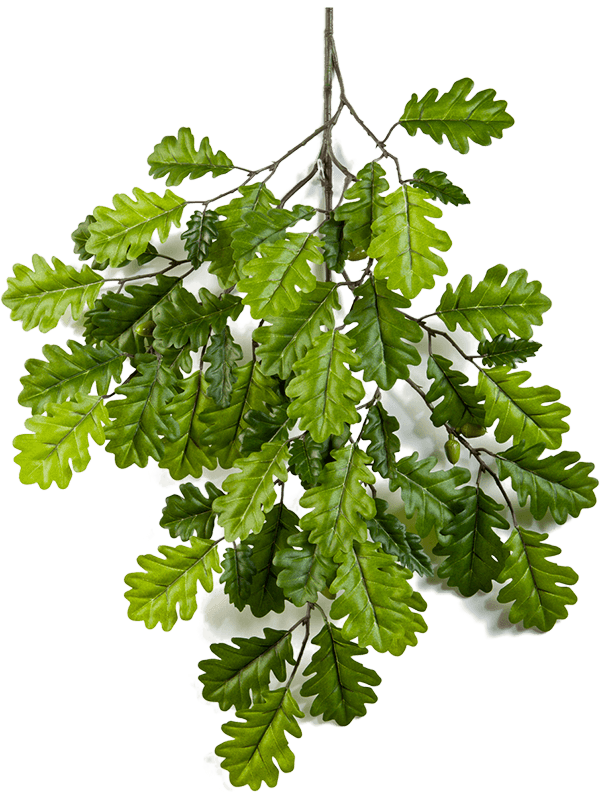 30/oak-spray-8fw1595n