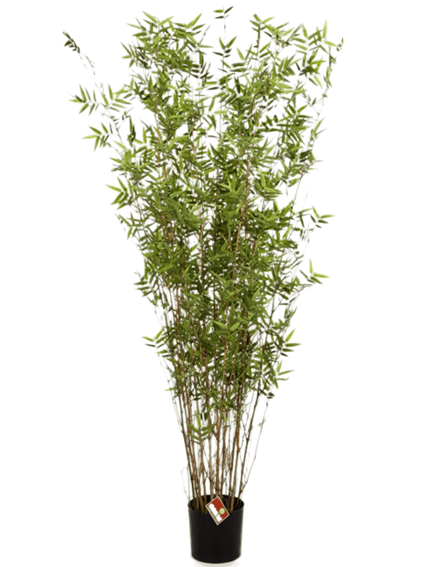 30/oriental-bamboo-tree-8fw34207n