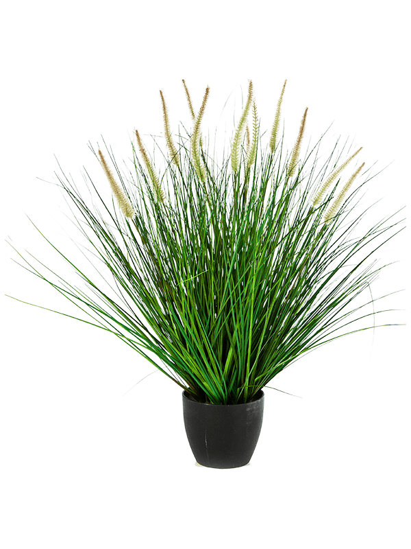 30/pennisetum-woodside-8fw95n070