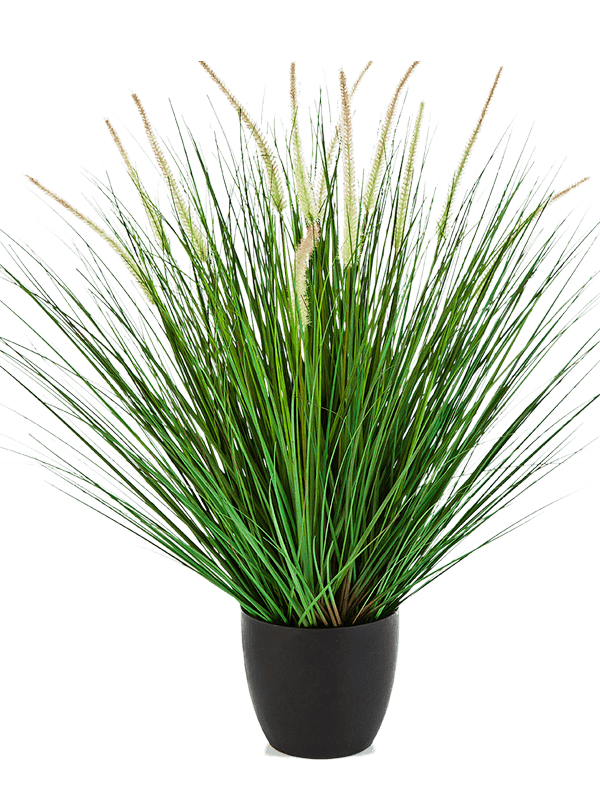 30/pennisetum-woodside-8fw95n085