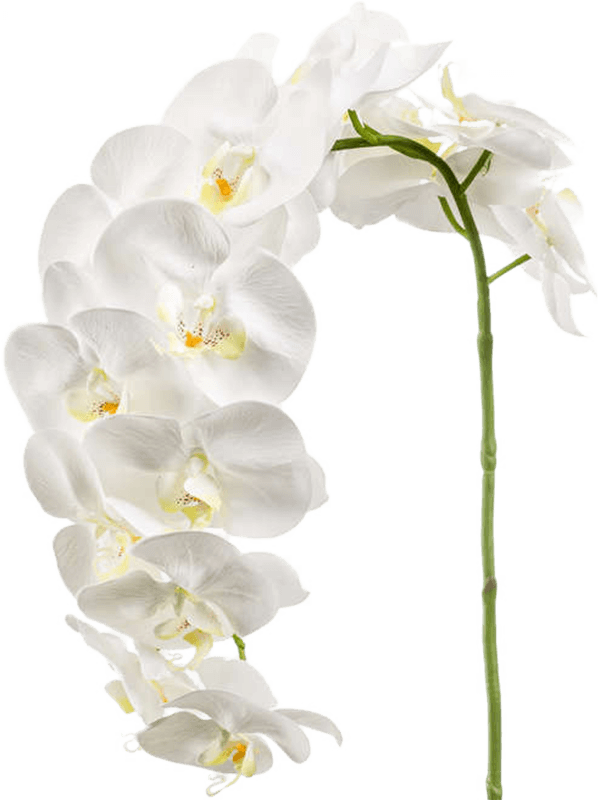 30/phalaenopsis-8ee419392