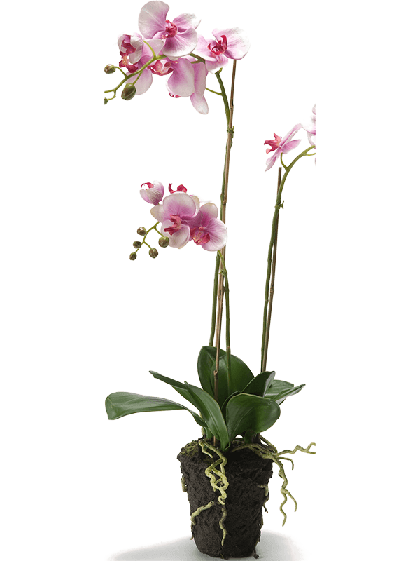 30/phalaenopsis-8ngcphf010
