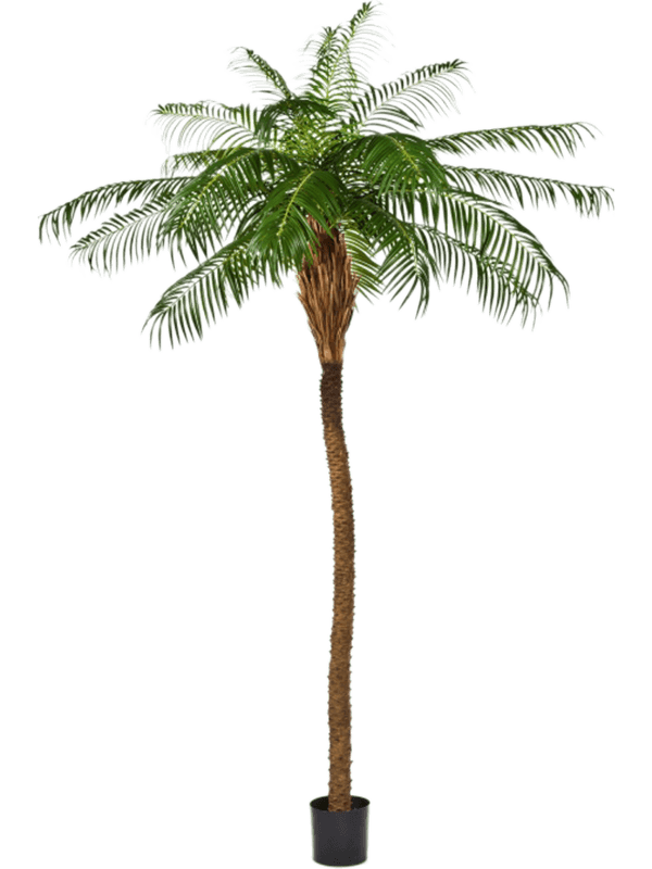 30/phoenix-palm-8fw33007n