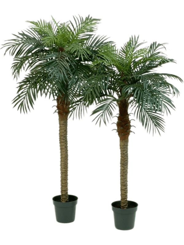 30/phoenix-palm-8phpars10