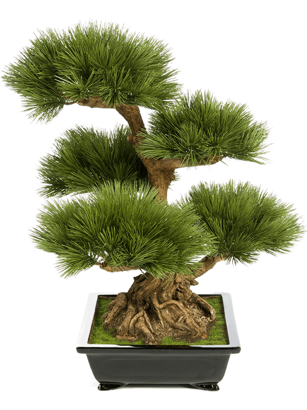 30/pinus-bonzai-8fw46202n