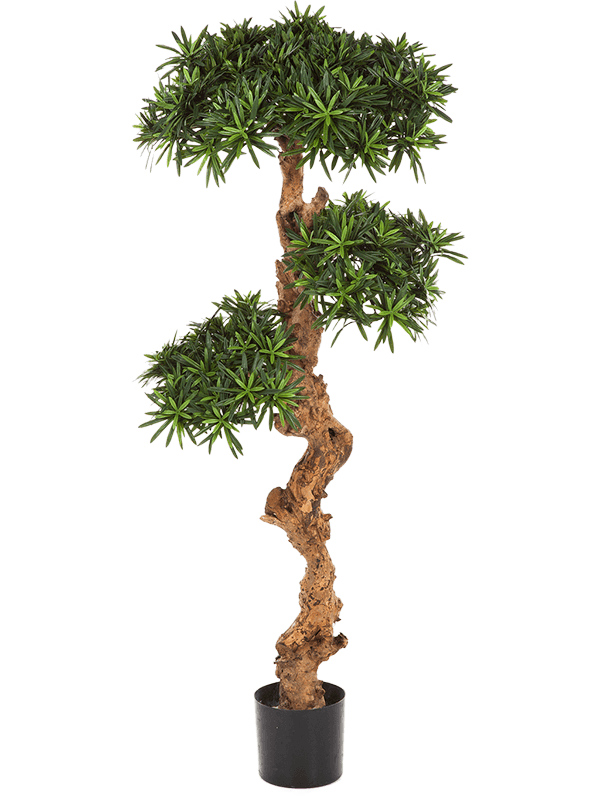 30/podocarpus-8fw39604n