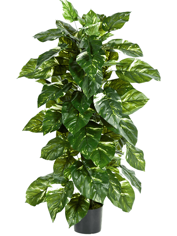 30/pothos-8fw1027n
