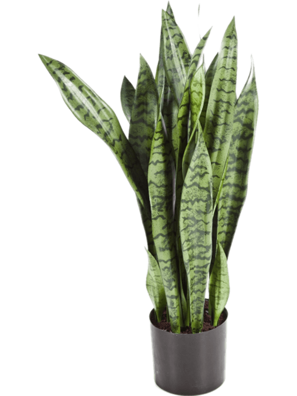 30/sansevieria-8fw6282n