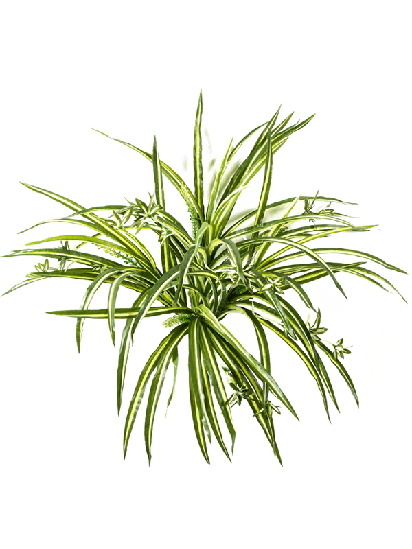 30/spider-plant-8fw01069n