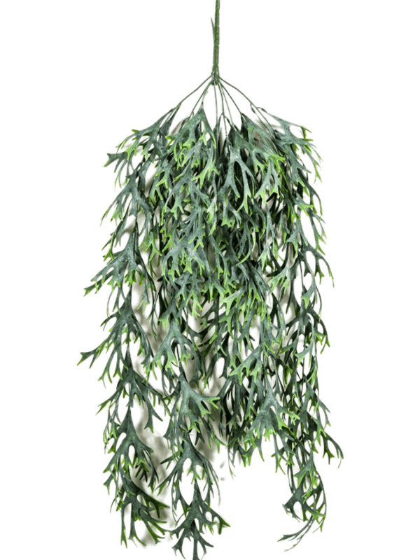 30/staghorn-hanging-vine-8fw01419n