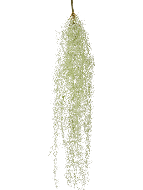 30/tillandsia-hair-8ee420663