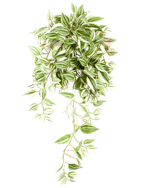 30/tradescantia-8ee420094