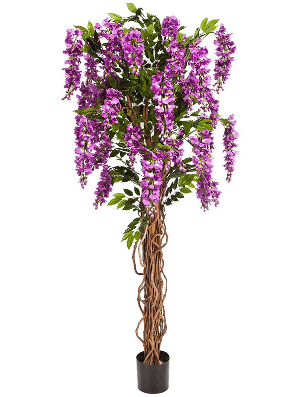 30/wisteria-liana-8fw42206pu