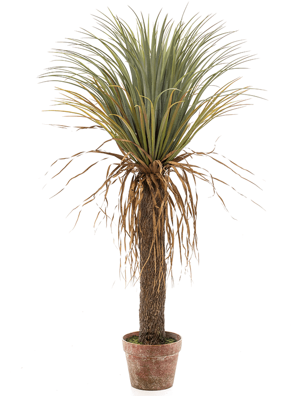 30/yucca-wild-8ee423943