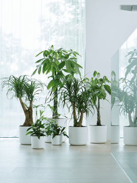 nieuwkoop-planters/6ELHBSR22W_1