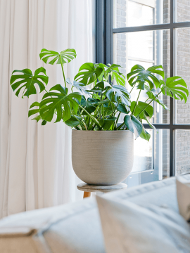 nieuwkoop-planters/6FSTRICD4_1