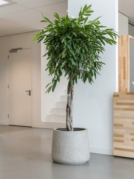 nieuwkoop-planters/6PPNE5540_3