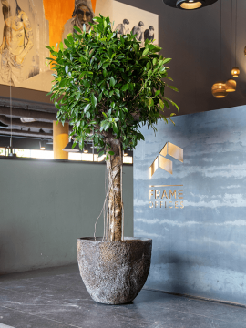 nieuwkoop-planters/6PPNOYS18_1