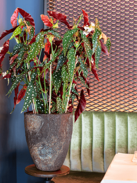 nieuwkoop-planters/6PPNOYS24_1