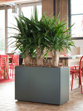 nieuwkoop-planters/6PRG02580_1