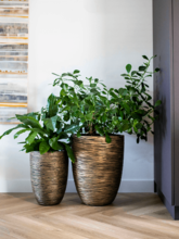 Кашпо Capi Nature Rib NL (Vase Elegant Low Black Gold) Арт: 6CAPTG046 1