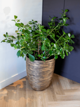 Кашпо Capi Nature Rib NL (Vase Elegant Low Black Gold) Арт: 6CAPTG046 2