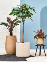 Кашпо Baq Dune (Cylinder Beige) Арт: 6DUNBE62D 1
