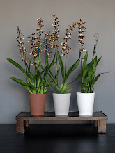 Кашпо Ceramic (Rosa M Funghi Beige) Арт: 6PPNCRMB1 1