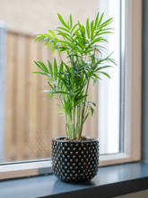 Кашпо Bolino (Pot Shiny Black) Арт: 6PTR65900 1
