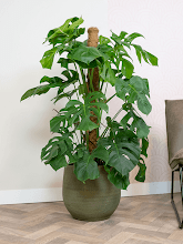 Кашпо Lydia (Pot Shiny Green) Арт: 6PTR69744 1