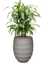 Кашпо Bordo (Tall Balloon Clay) Арт: 6DLBF7813 1