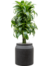 Кашпо Baq Raindrop (Cylinder Anthracite) Арт: 6RDPAT516 3