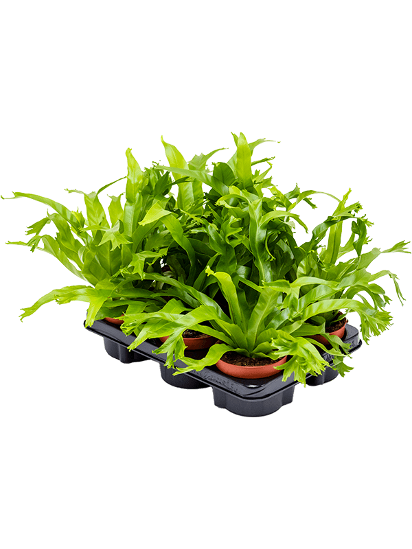 Асплениум (Костенец) Ами Арт: 4ASARBP10