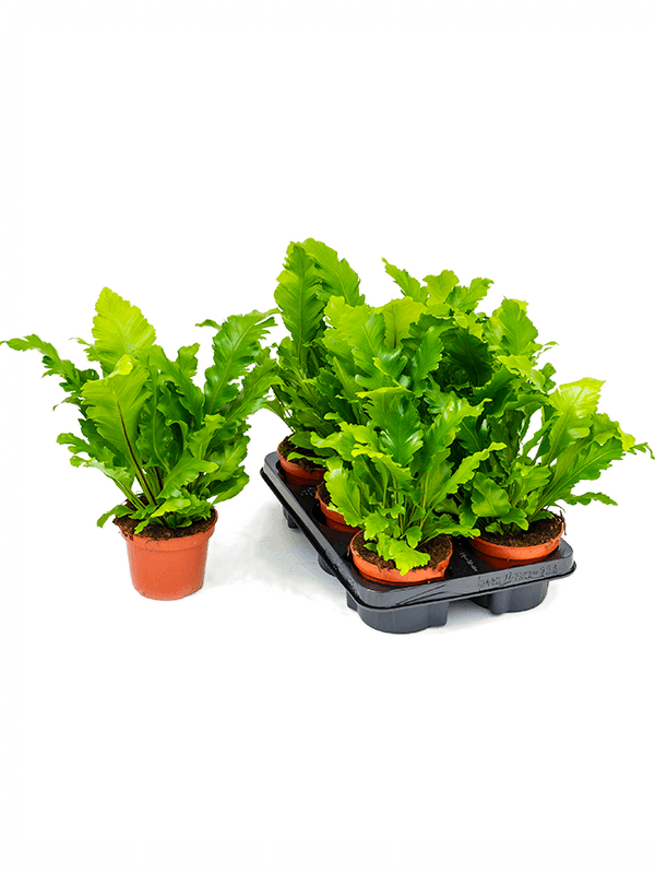 Асплениум Нидус (Костенец гнездовой) Кампио Арт: 4ASCABP12