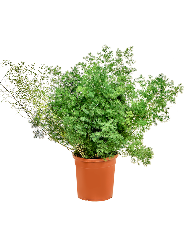 Аспарагус умбеллатус (мирайоцладус) Арт: 4ASUMBU31