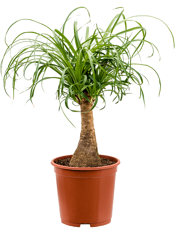 Нолина (Бокарнея) мини-штамб Арт: 4BERERS20