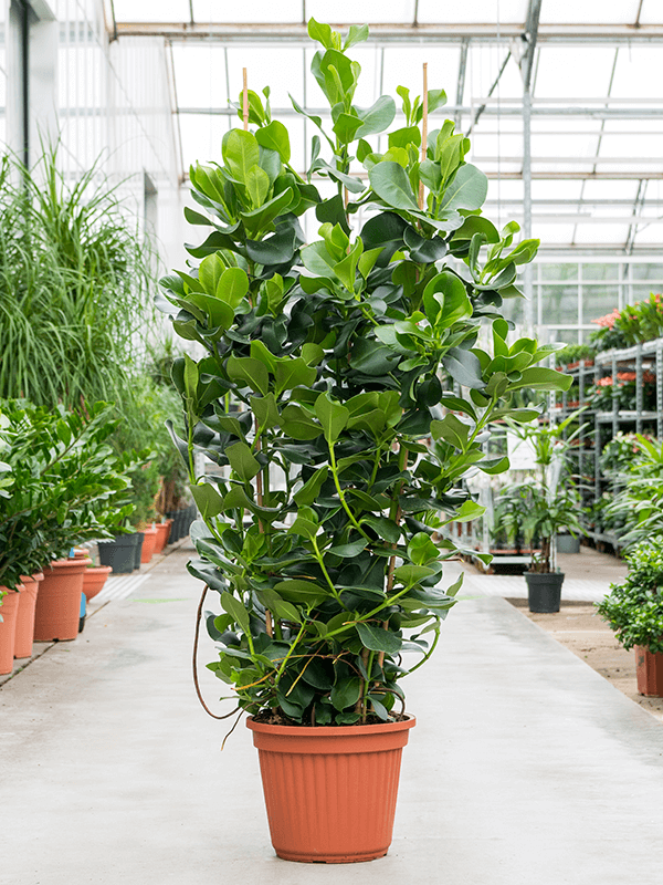 Клузия роса Арт: 4CLROTU42