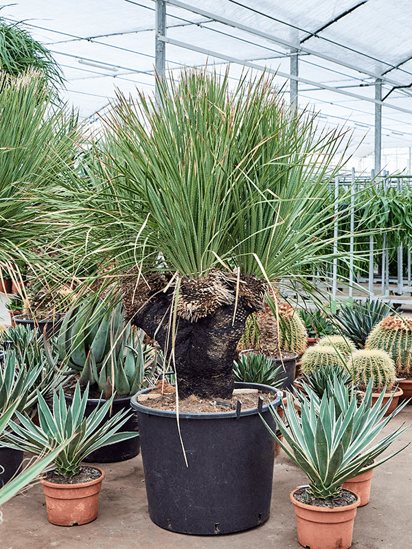 Дасилирайон срратифолиум Арт: 4DASEVT50