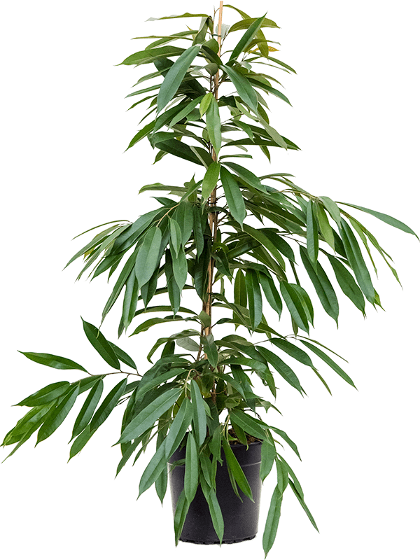 Фикус Амстел Кинг Арт: 4FIAKTU27