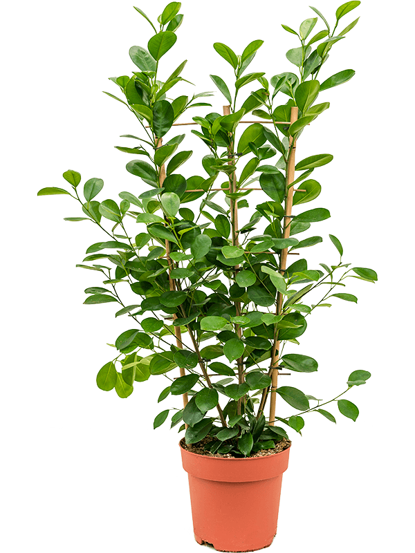Фикус микрокарпа Мокламе Арт: 4FIMOTU25