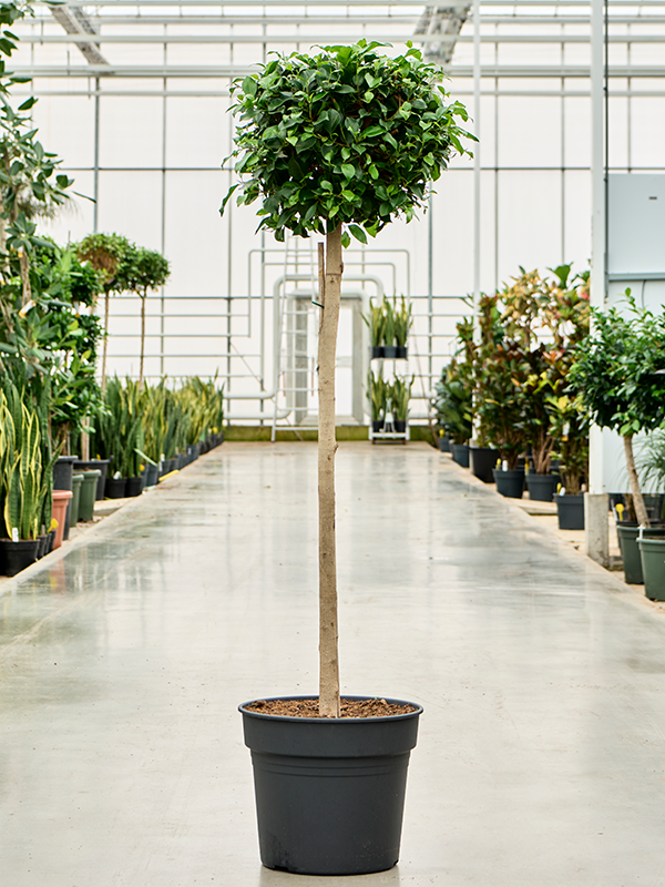 Фикус Нитида переплетённый Арт: 4FINIS035