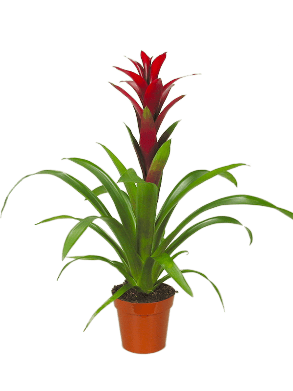 Гузмания Свитч бордовая Арт: 4GUZSBP12