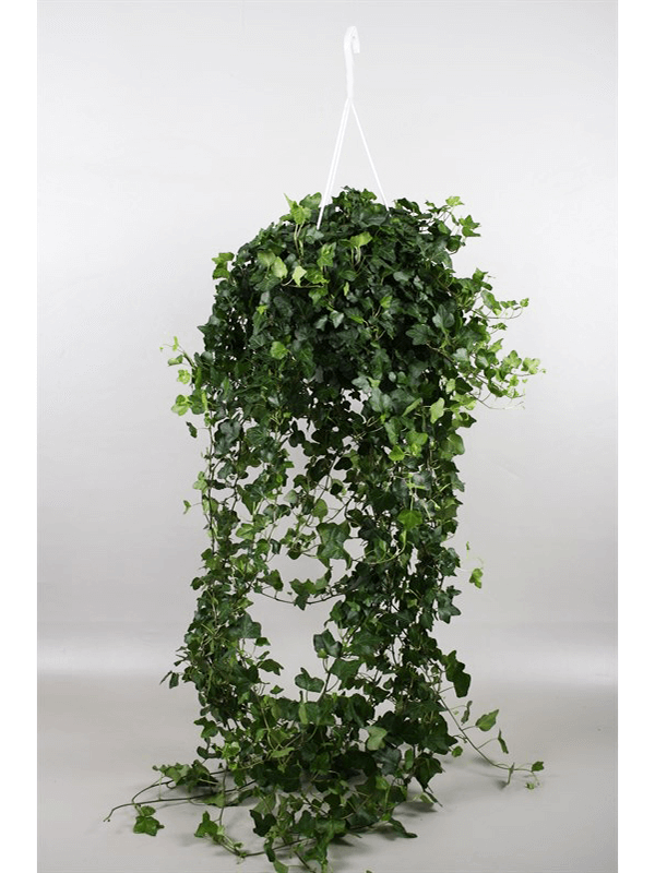 Плющ обыкновенный Хедера Вандер Арт: 4HEWOHA24