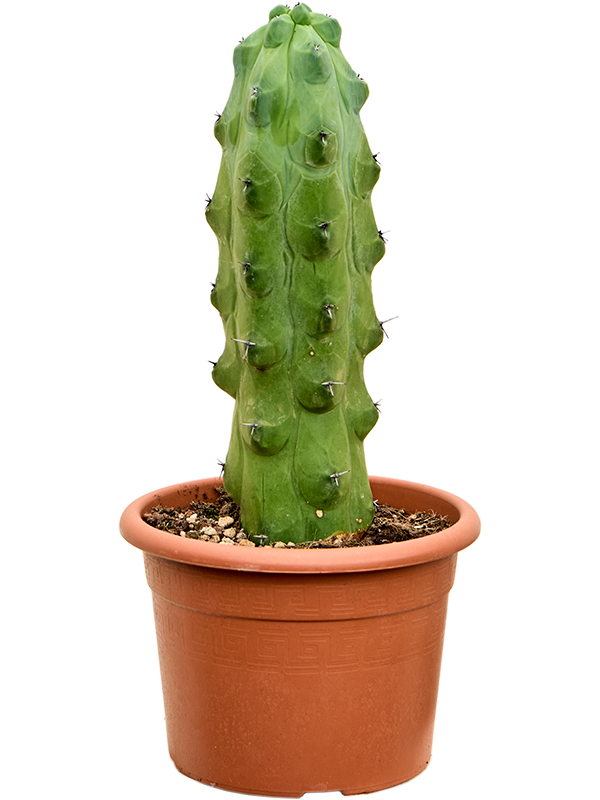 миртиллоМикс фукурокурюзинбоку Арт: 4MYFUKK20