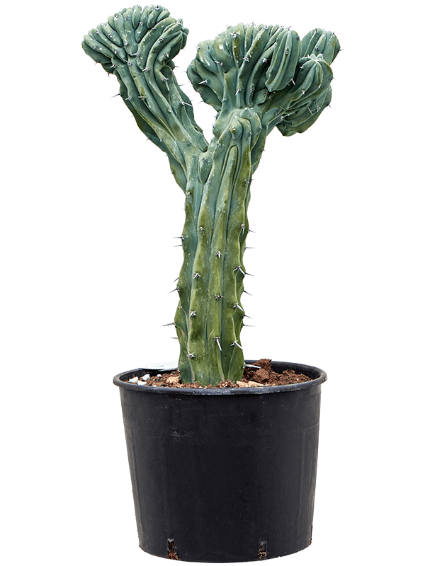 МиртиллоМикс геометрайзанс 'Црайстата' Арт: 4MYGCKK40