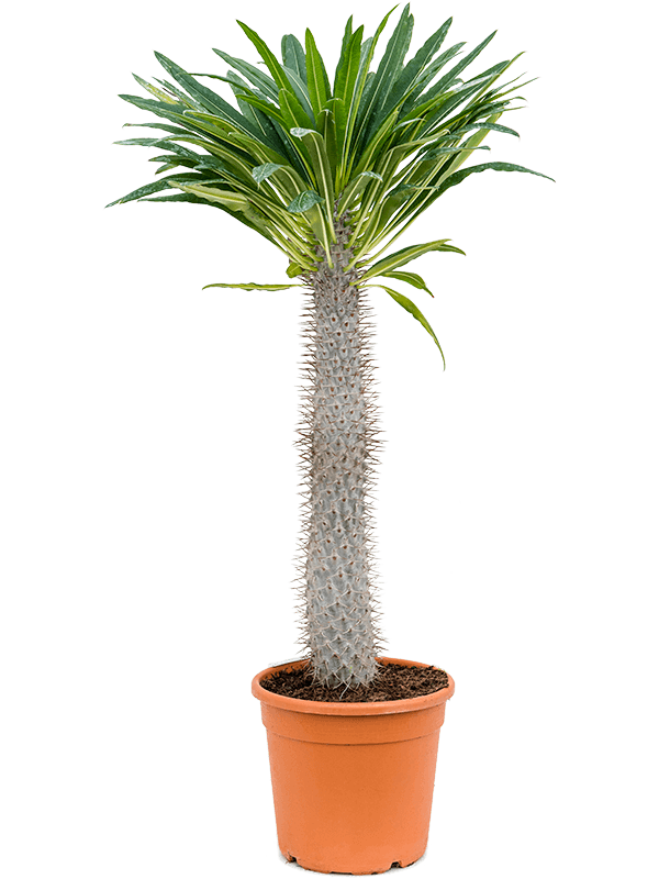 Пахиподиум Ламера (Мадагаскарская пальма) Арт: 4PALAKK98