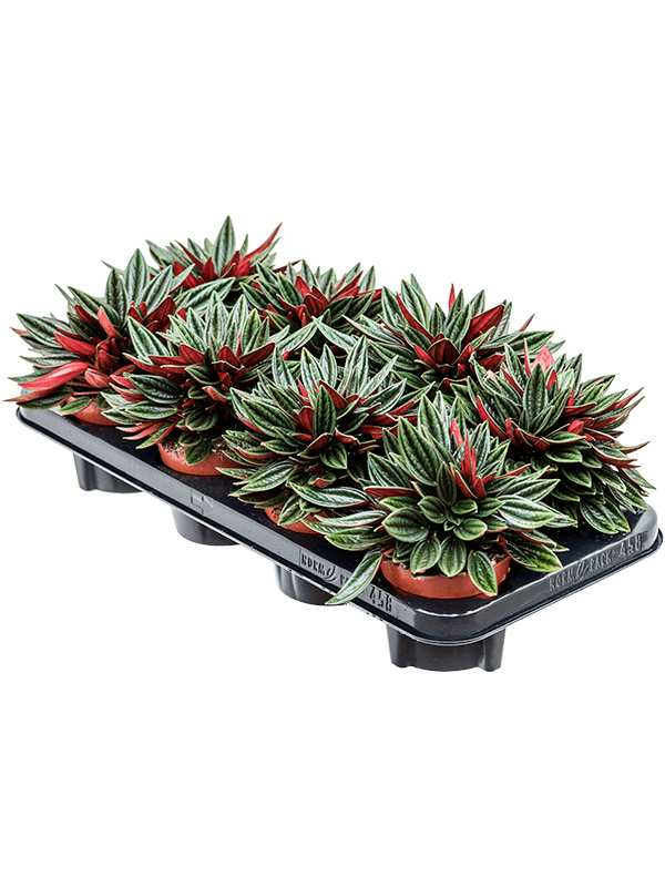 Пеперомия каперата 'Россо' лоток 8 шт. Арт: 4PEROBP09