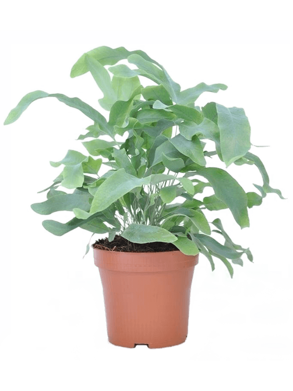 Флебодиум золотистый Блю Стар Арт: 4PHBSBU15