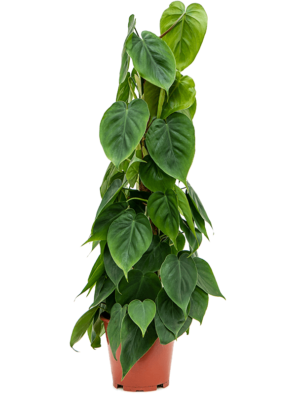 Филодендрон лазящий (Сканденс) Арт: 4PHSCMK80