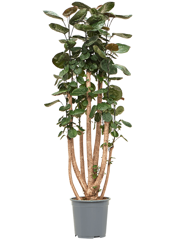 Аралия (полисциас) фабиан Арт: 4POFAVT16